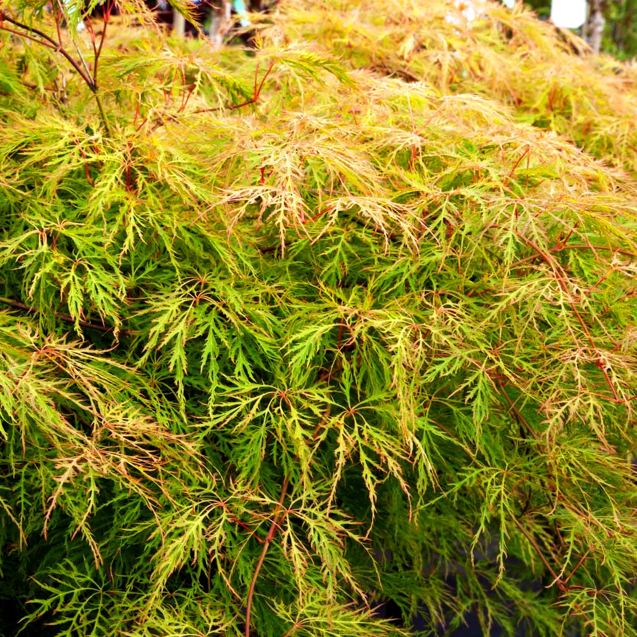 Grüner Schlitz-Ahorn 'Dissectum Green Lace' (Acer palmatum)