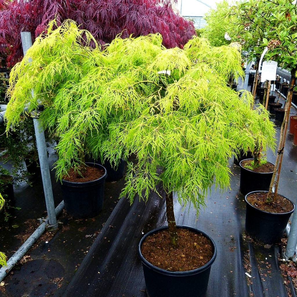 Grüner Schlitz-Ahorn 'Dissectum Green Lace' (Acer palmatum)