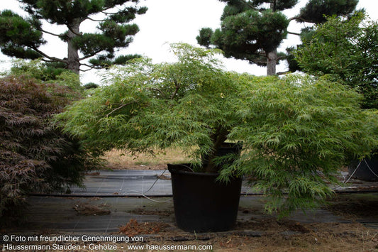 Grüner Schlitz-Ahorn 'Green Globe' (Acer palmatum)