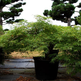 Grüner Schlitz-Ahorn 'Green Globe' (Acer palmatum)
