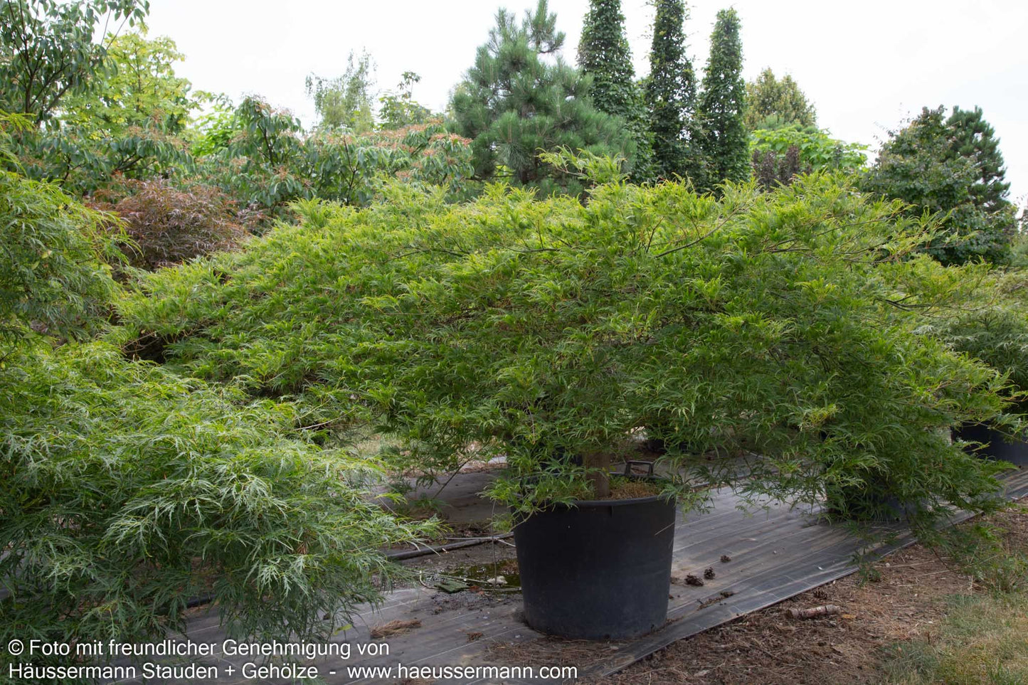 Grüner Schlitz-Ahorn 'Green Globe' (Acer palmatum)