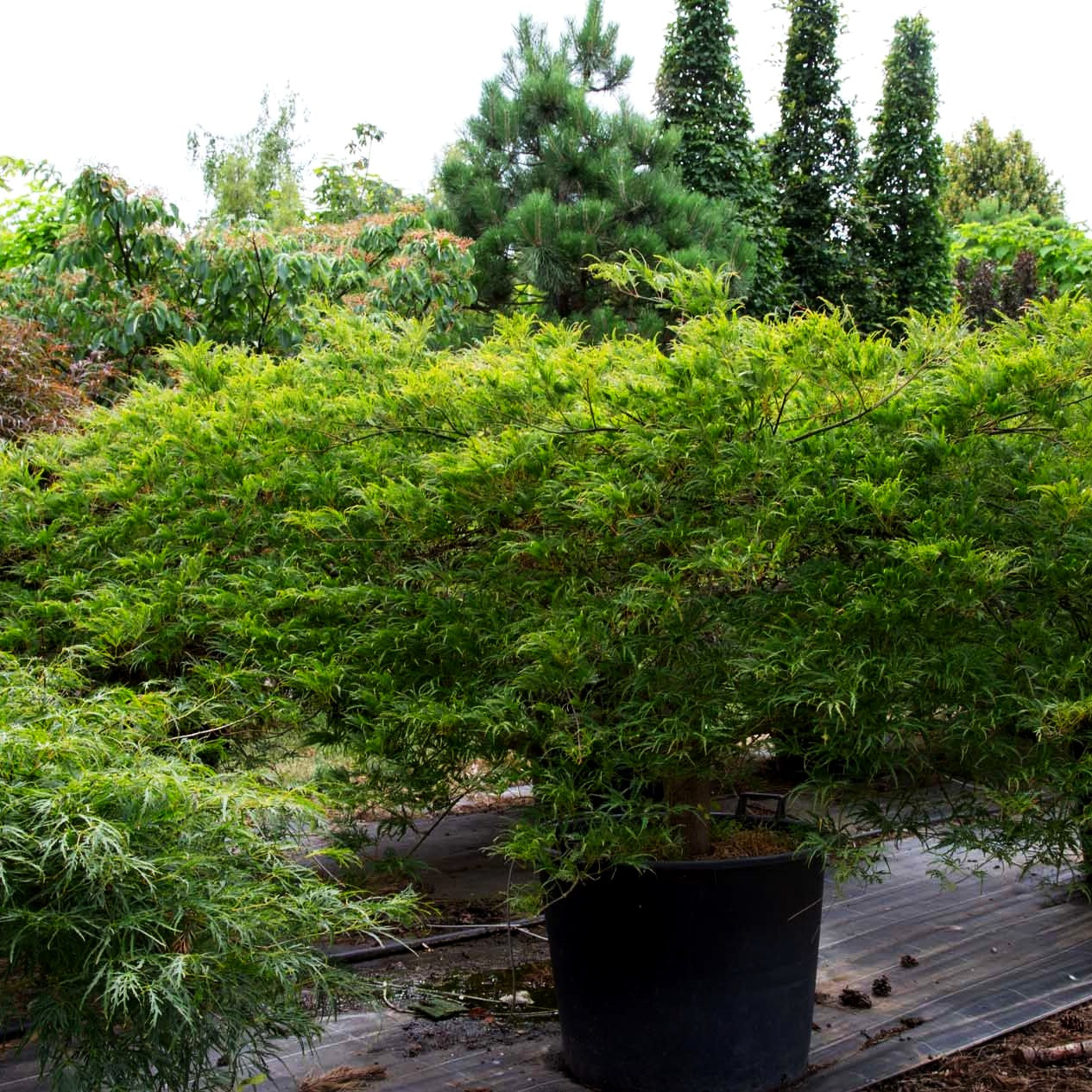 Grüner Schlitz-Ahorn 'Green Globe' (Acer palmatum)