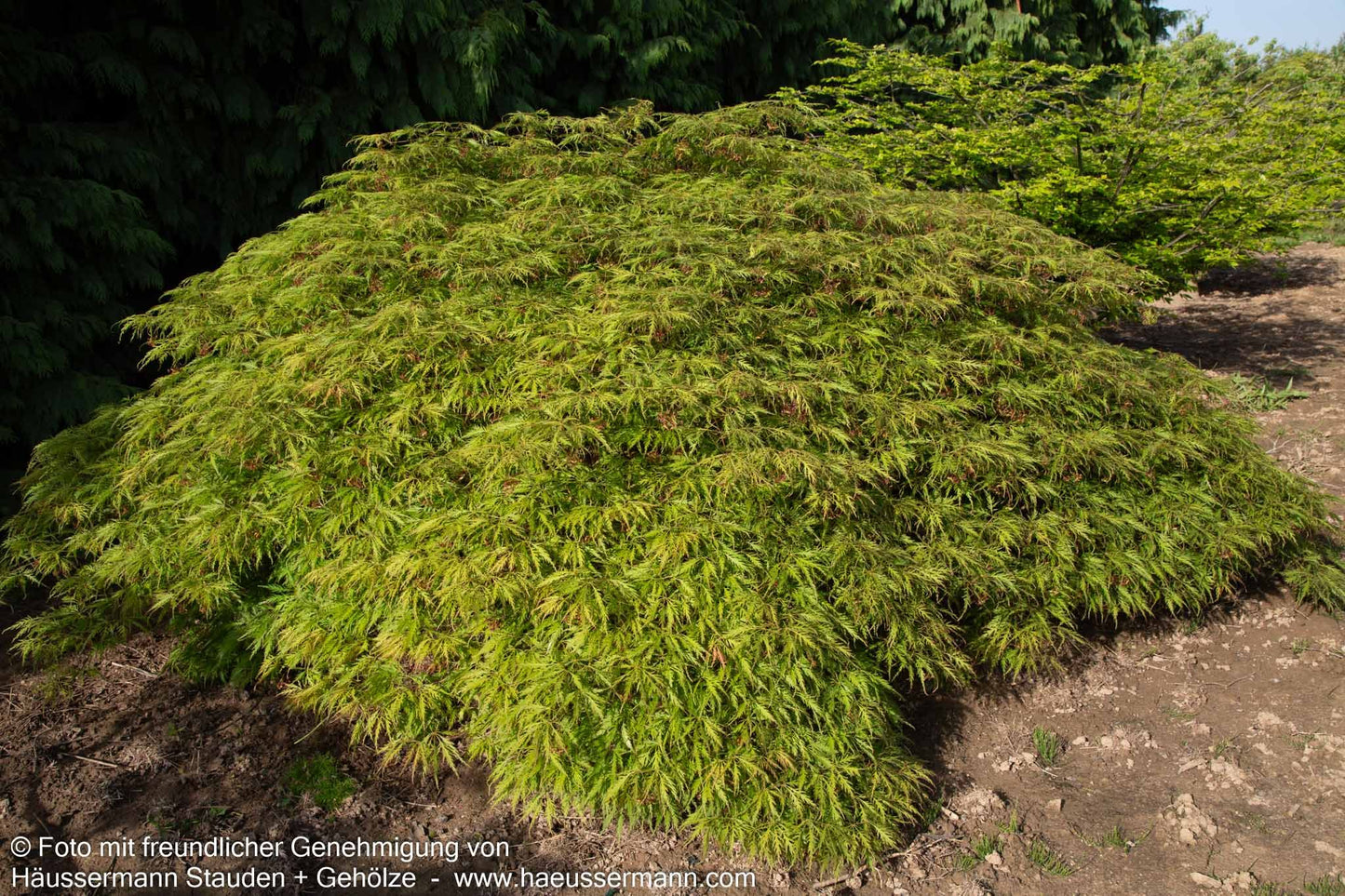 Grüner Schlitz-Ahorn 'Green Globe' (Acer palmatum)