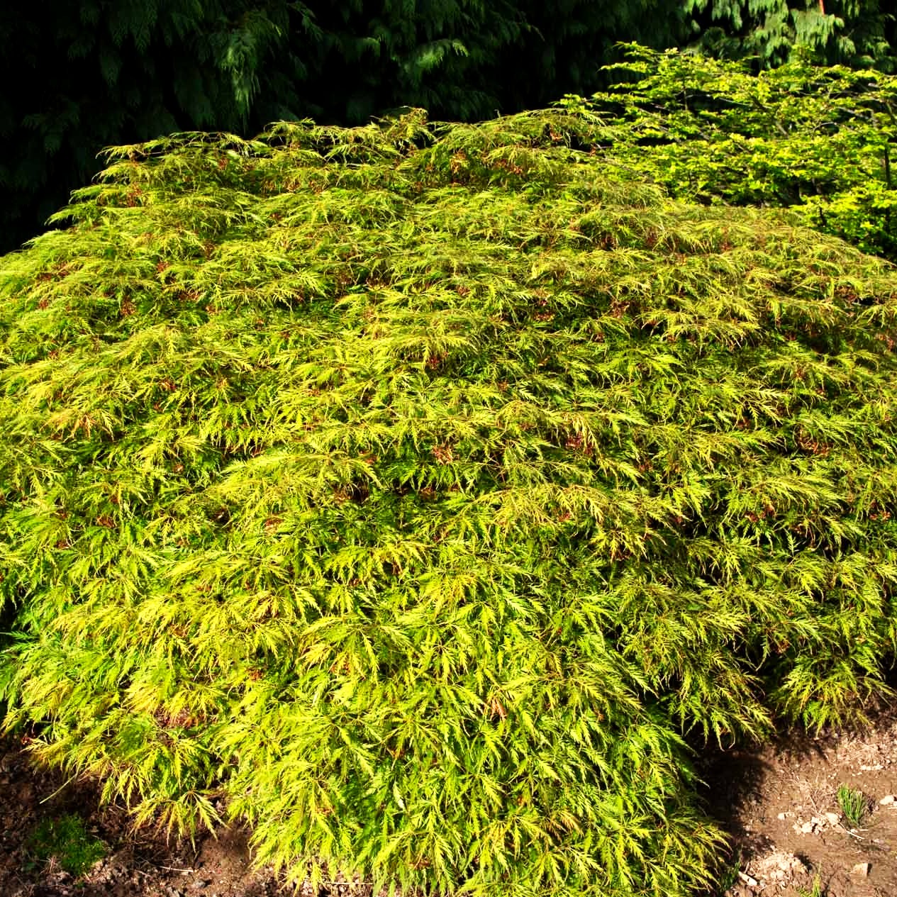 Grüner Schlitz-Ahorn 'Green Globe' (Acer palmatum)