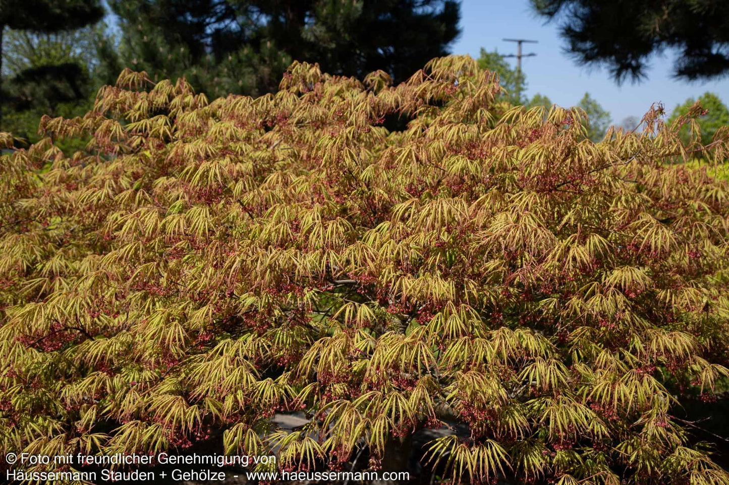 Grüner Schlitz-Ahorn 'Green Globe' (Acer palmatum)