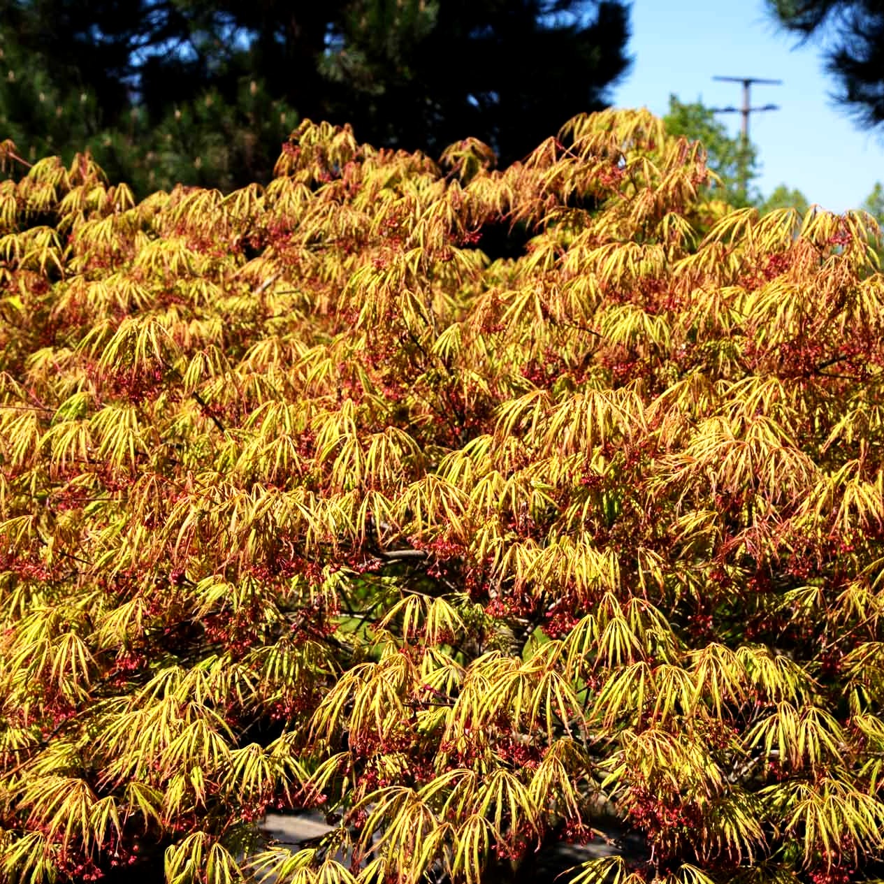Grüner Schlitz-Ahorn 'Green Globe' (Acer palmatum)