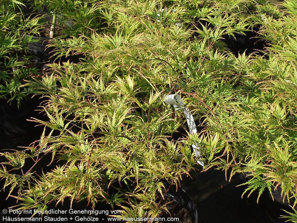 Grüner Schlitz-Ahorn 'Green Globe' (Acer palmatum)