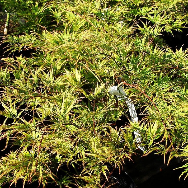 Grüner Schlitz-Ahorn 'Green Globe' (Acer palmatum)