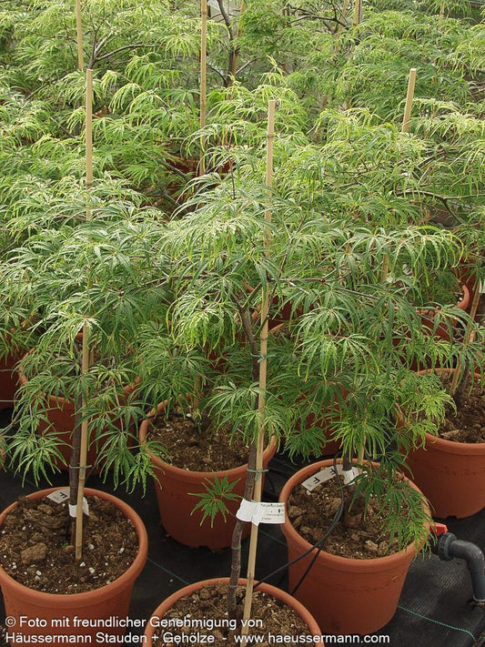 Grüner Schlitz-Ahorn 'Palmatifidum' (Acer palmatum)