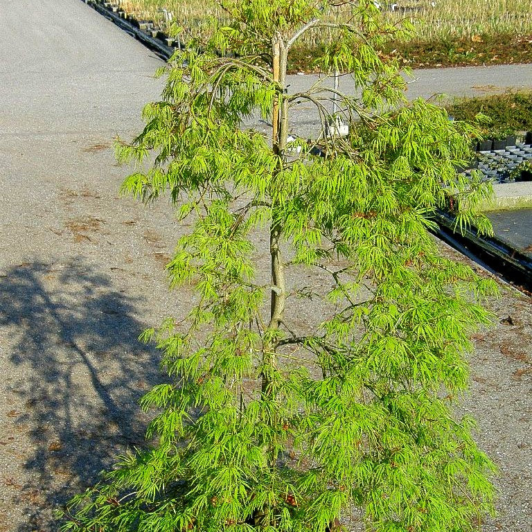 Grüner Schlitz-Ahorn 'Palmatifidum' (Acer palmatum)