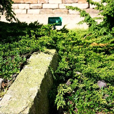 Grüner Teppich-Wacholder 'Prince of Wales' (Juniperus horizontalis)