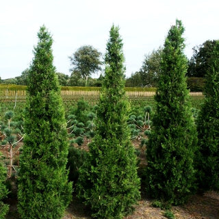 Grüner Zypressen-Wacholder 'Keteleeri' (Juniperus chin.)