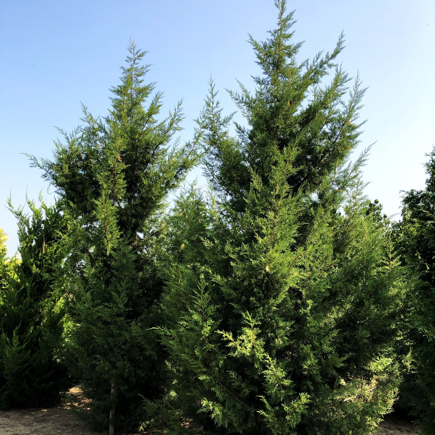 Grüner Zypressen-Wacholder 'Keteleeri' (Juniperus chin.)