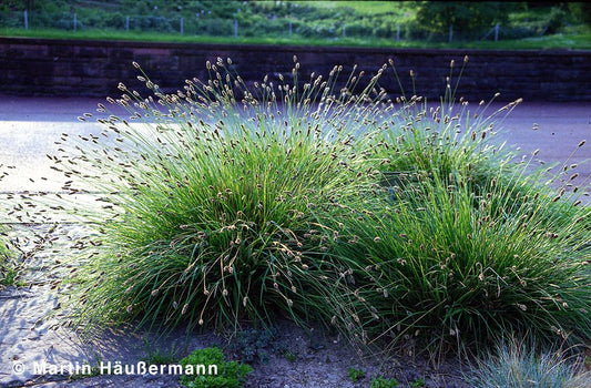 Grünes Kopfgras (Sesleria heufleriana)