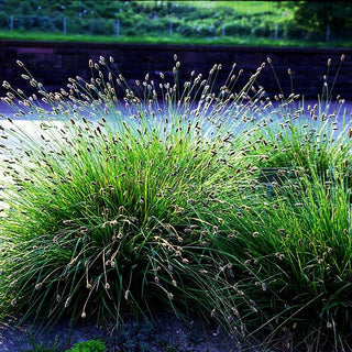 Grünes Kopfgras (Sesleria heufleriana)