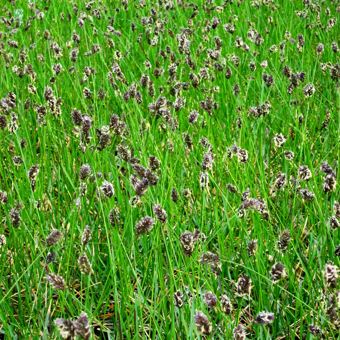 Grünes Kopfgras (Sesleria heufleriana)