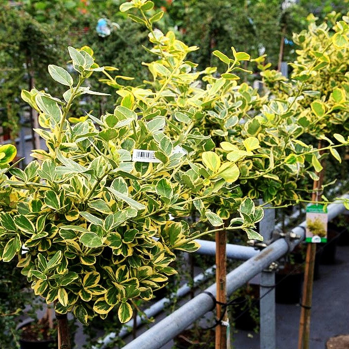 Grüngelbe Kriechspindel 'Canadale Gold' (Euonymus fortunei)