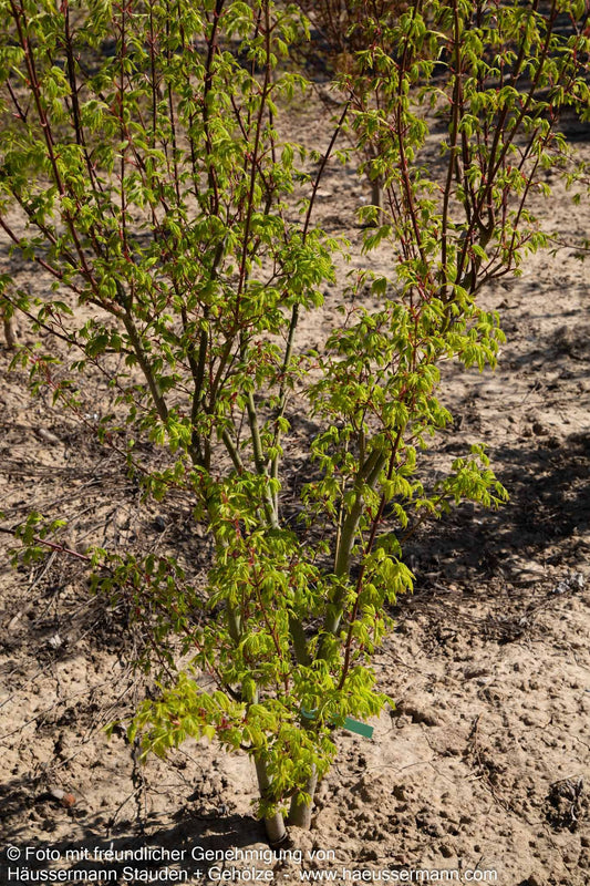 Grünholziger Fächer-Ahorn 'Going Green' (Acer palmatum)
