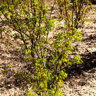 Grünholziger Fächer-Ahorn 'Going Green' (Acer palmatum)