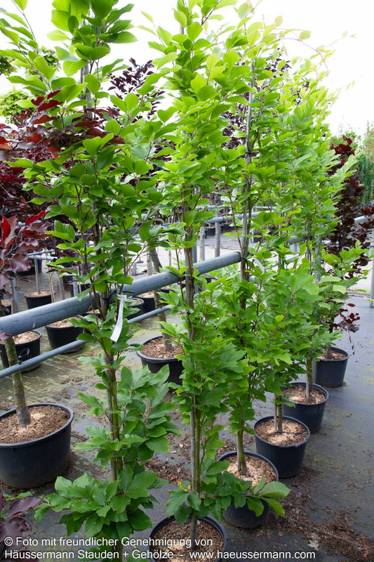 Grünlaubige Säulenbuche 'Iskander' (Fagus sylvatica)