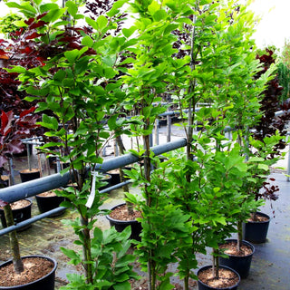 Grünlaubige Säulenbuche 'Iskander' (Fagus sylvatica)