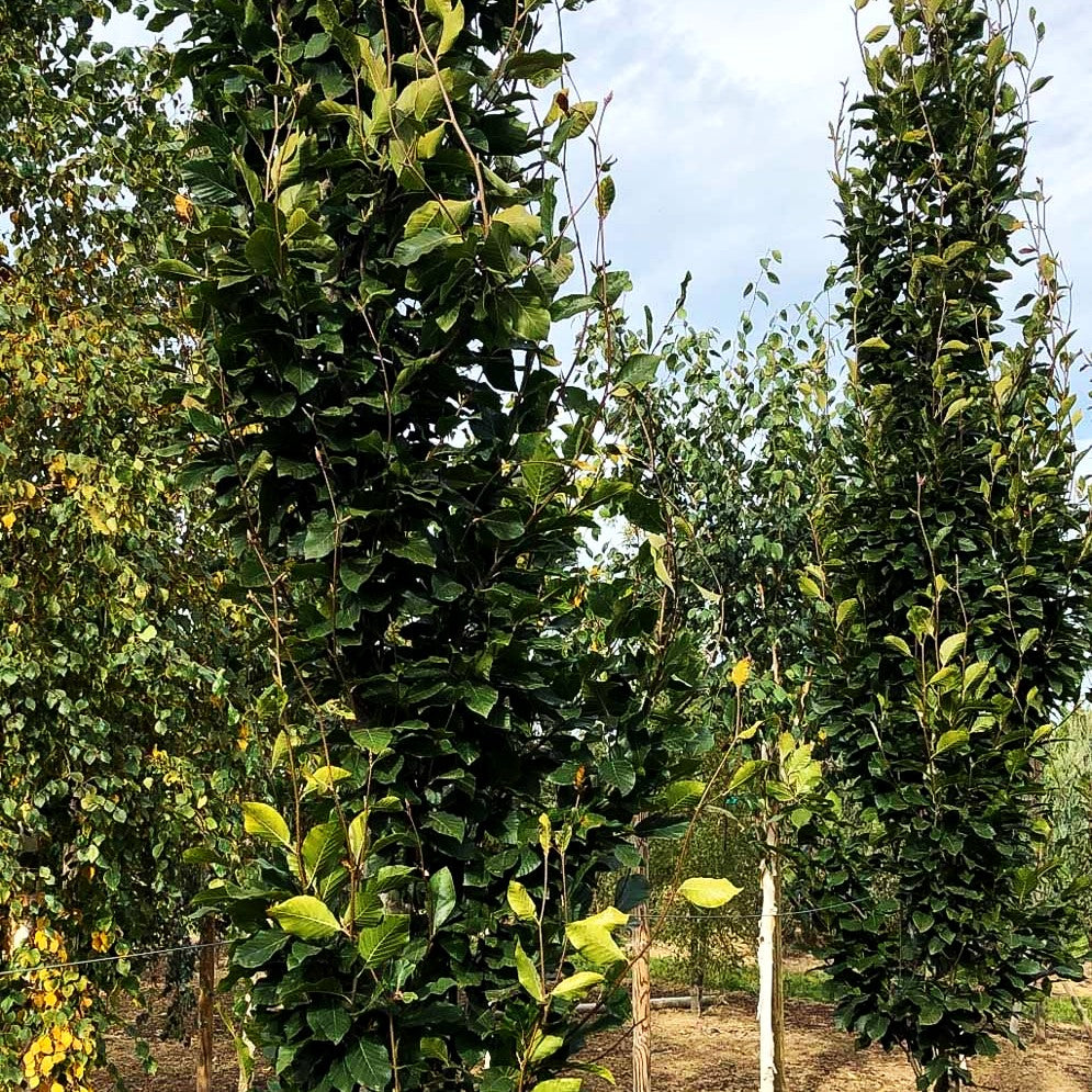 Grünlaubige Säulenbuche 'Iskander' (Fagus sylvatica)