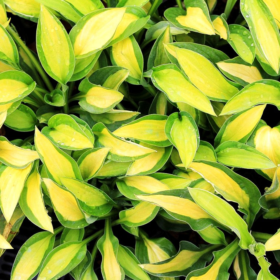 Grünrand-Funkie 'Gypsy Rose' (Hosta x fortunei)