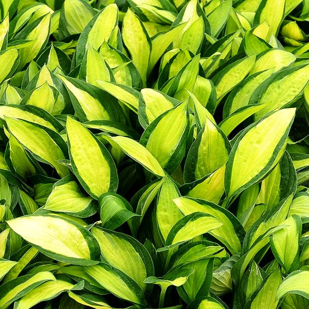 Grünrand-Funkie 'Gypsy Rose' (Hosta x fortunei)