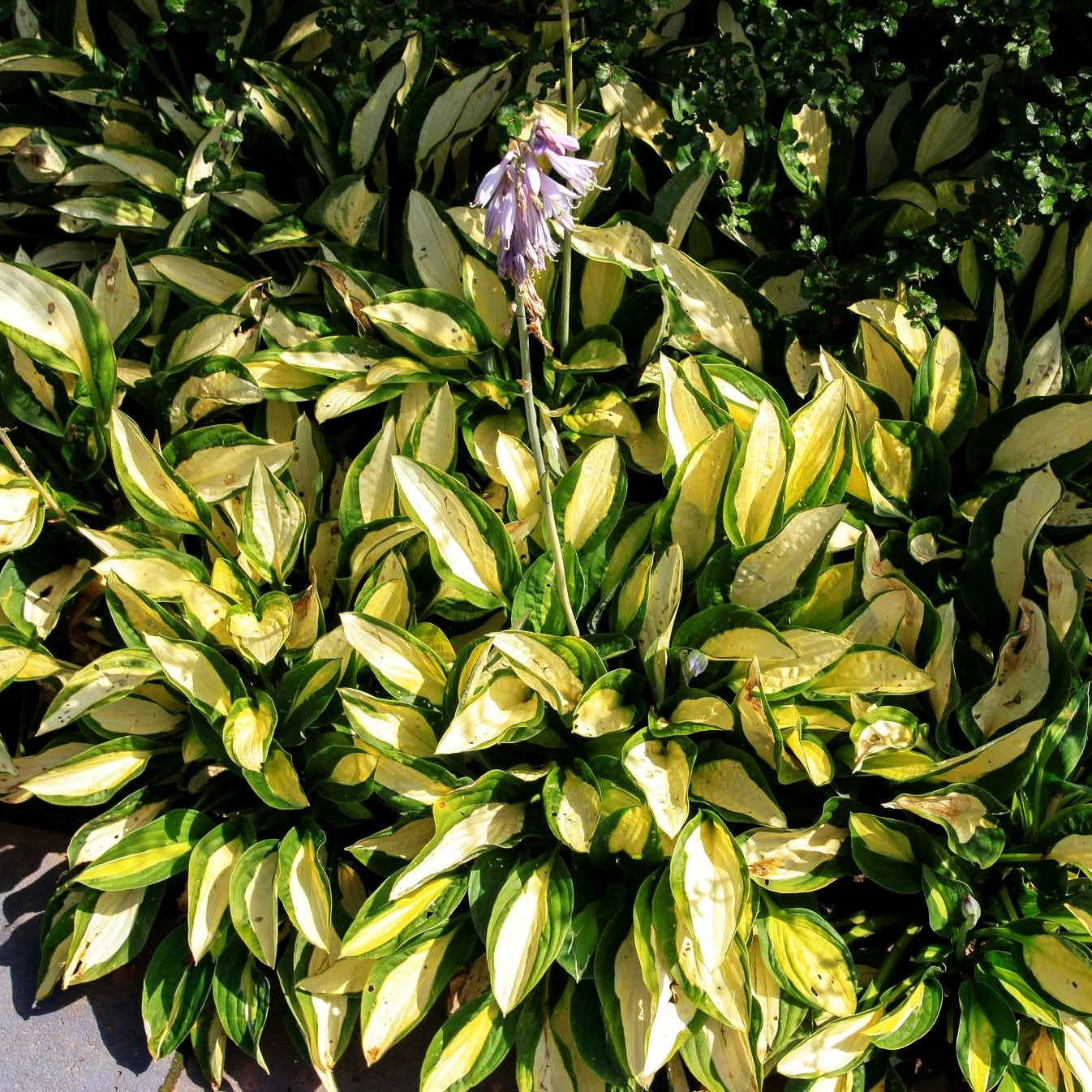 Grünrand-Funkie 'Gypsy Rose' (Hosta x fortunei)