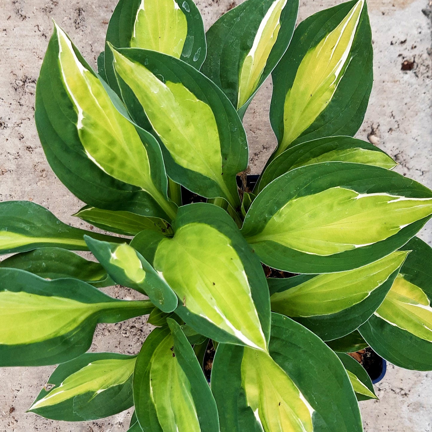 Grünrand-Funkie 'Gypsy Rose' (Hosta x fortunei)