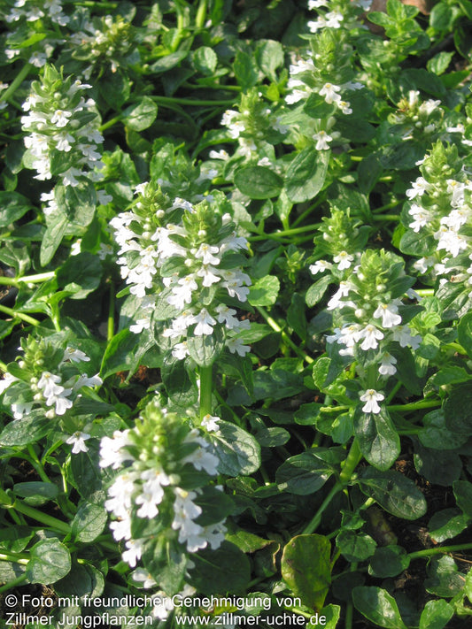 Günsel 'Sanne' (Ajuga reptans)