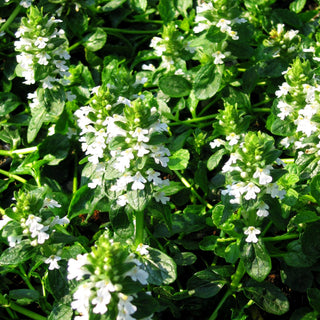 Günsel 'Sanne' (Ajuga reptans)