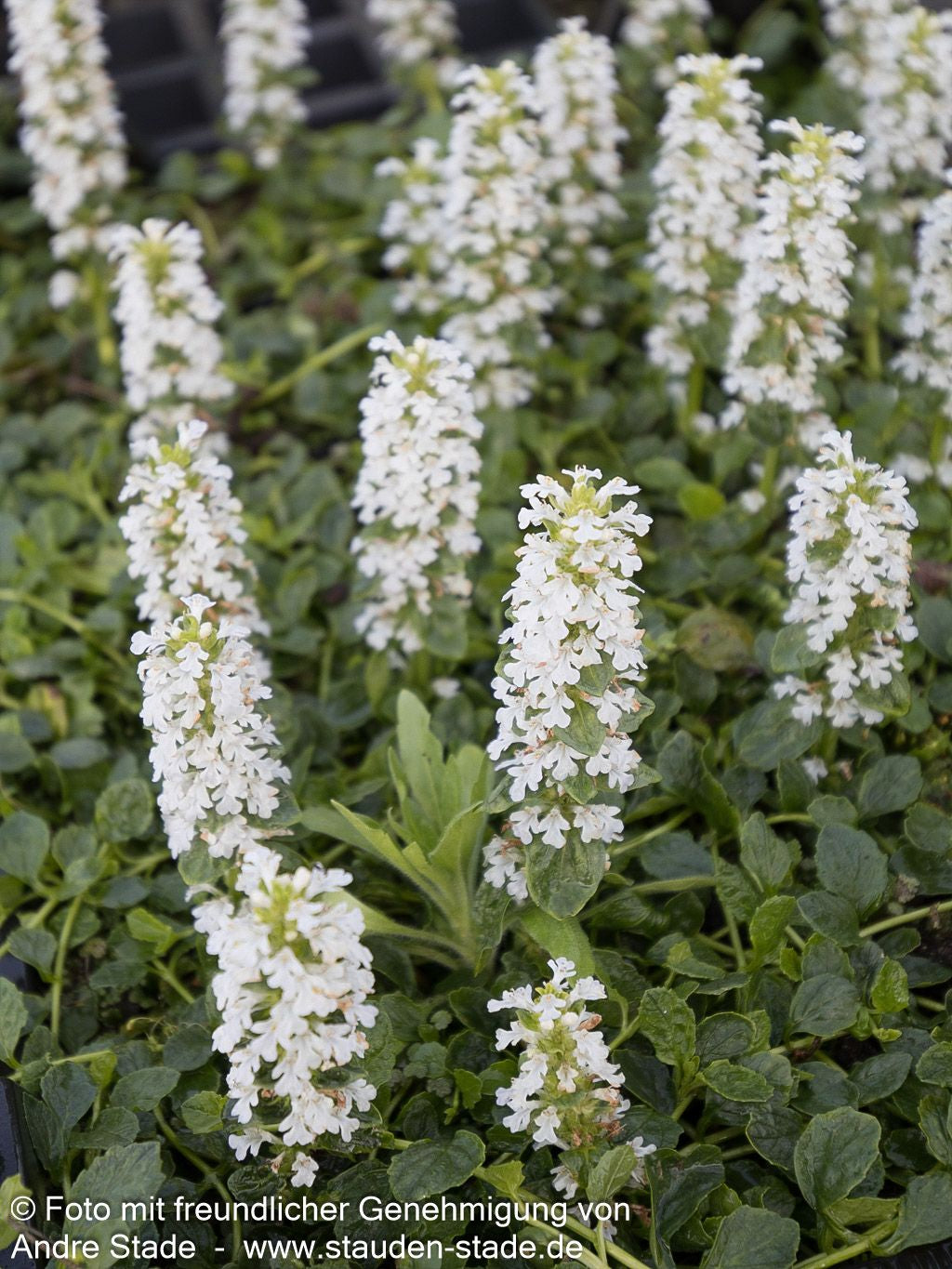 Günsel 'Sanne' (Ajuga reptans)