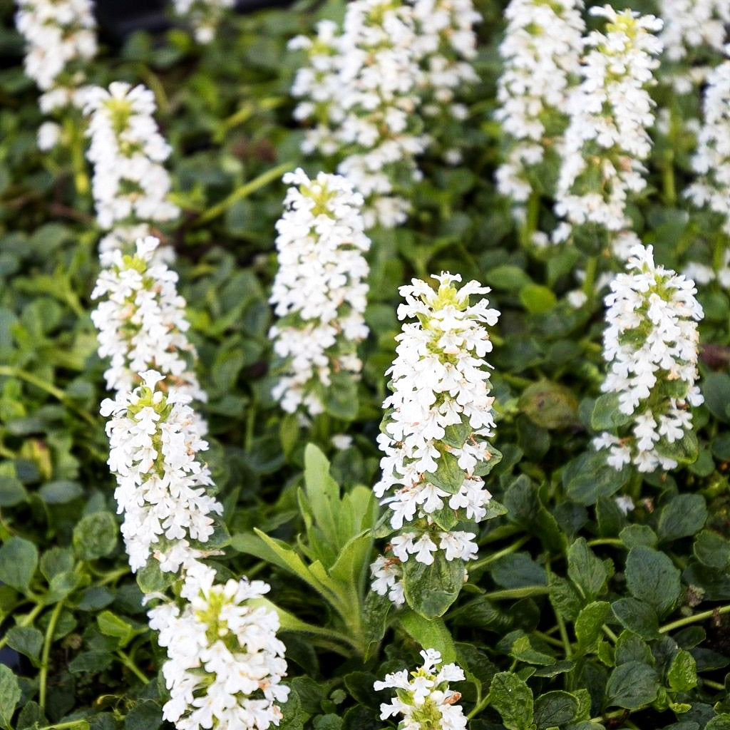 Günsel 'Sanne' (Ajuga reptans)