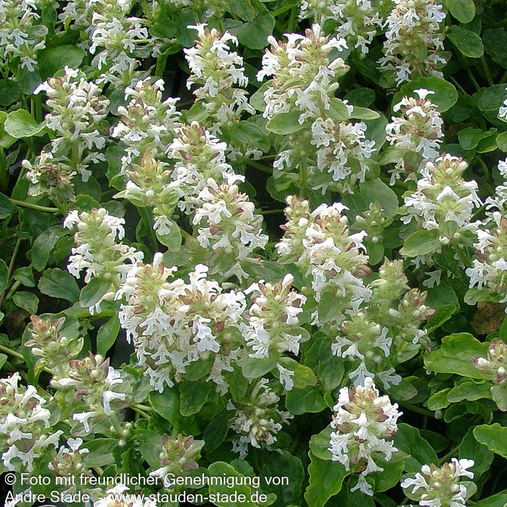Günsel 'Sanne' (Ajuga reptans)