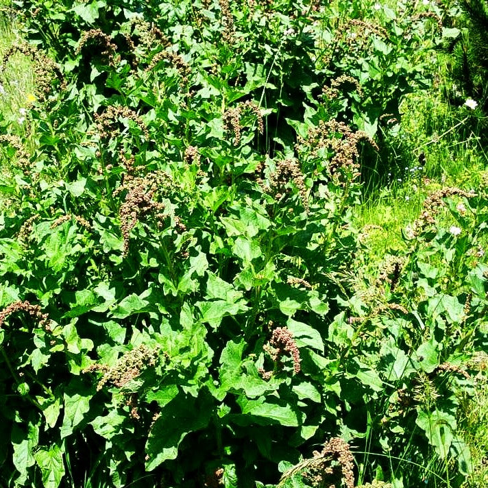Guter Heinrich, Wilder Mehlspinat (Chenopodium bonus-henricus)