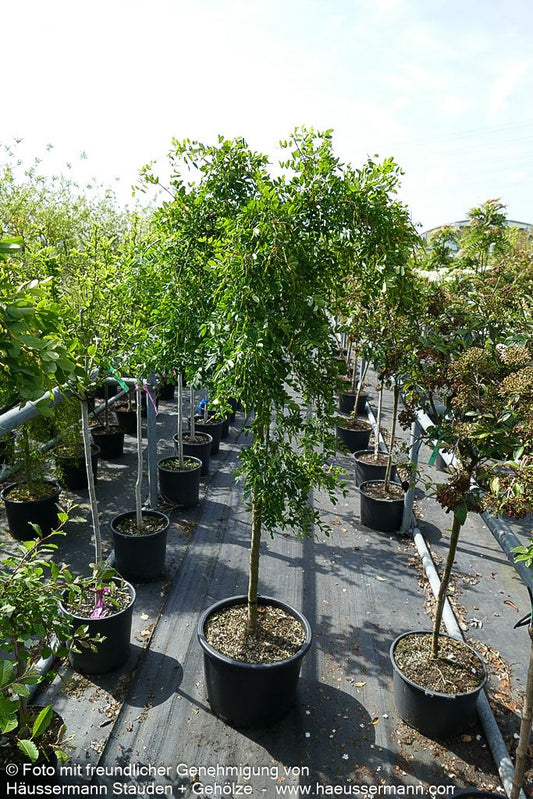 Hänge-Erbsenstrauch 'Pendula' (Caragana arborescens)