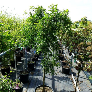 Hänge-Erbsenstrauch 'Pendula' (Caragana arborescens)