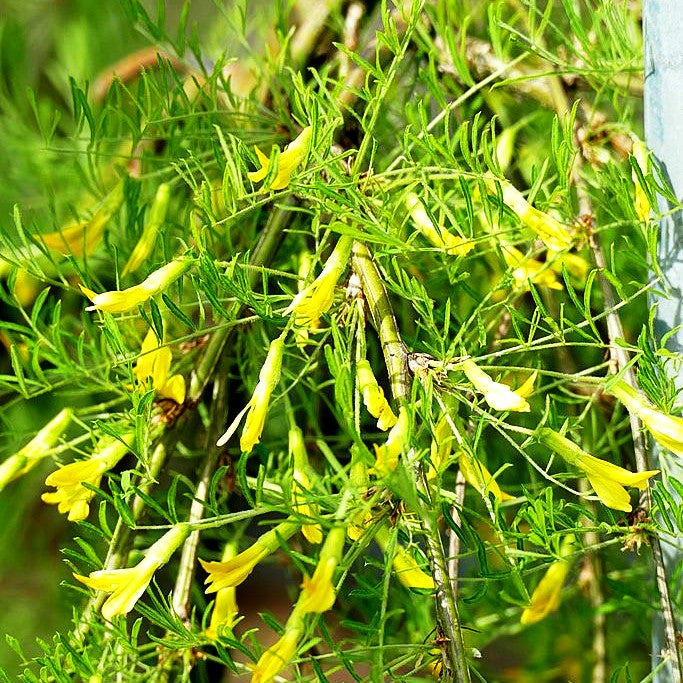 Hänge-Erbsenstrauch 'Walker' (Caragana arborescens)