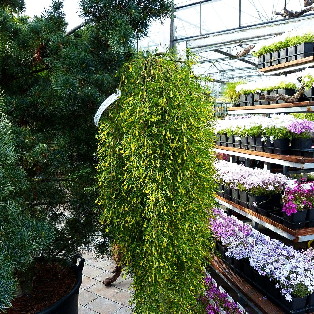 Hänge-Erbsenstrauch 'Walker' (Caragana arborescens)