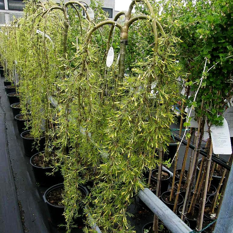 Hänge-Erbsenstrauch 'Walker' (Caragana arborescens)