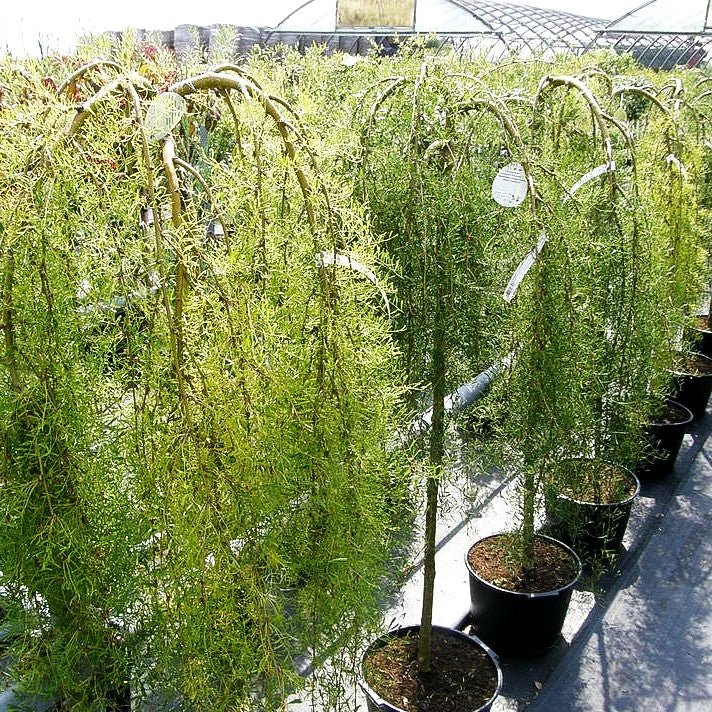 Hänge-Erbsenstrauch 'Walker' (Caragana arborescens)
