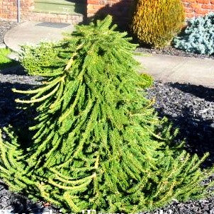 Hänge-Fichte 'Formanek' (Picea abies)