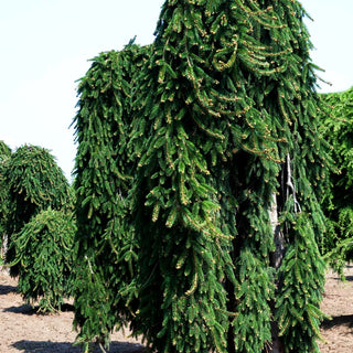 Hänge-Fichte 'Inversa' (Picea abies)