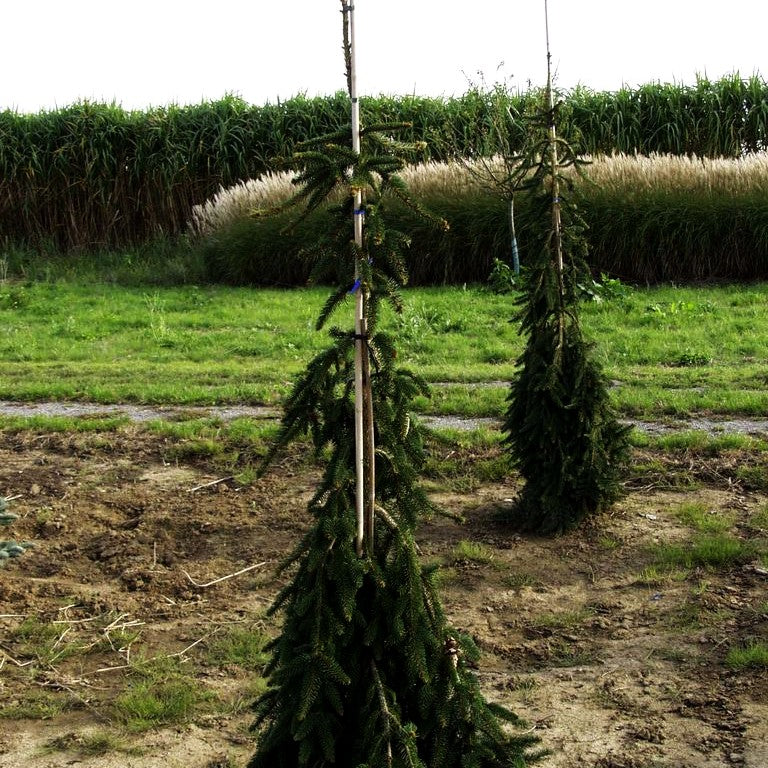 Hänge-Fichte 'Inversa' (Picea abies)