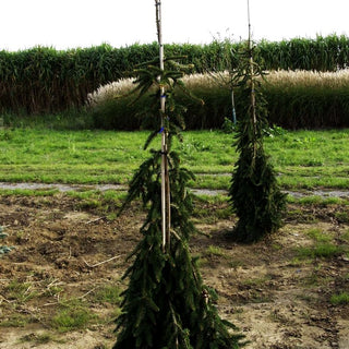 Hänge-Fichte 'Inversa' (Picea abies)