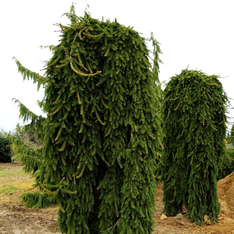 Hänge-Fichte 'Inversa' (Picea abies)