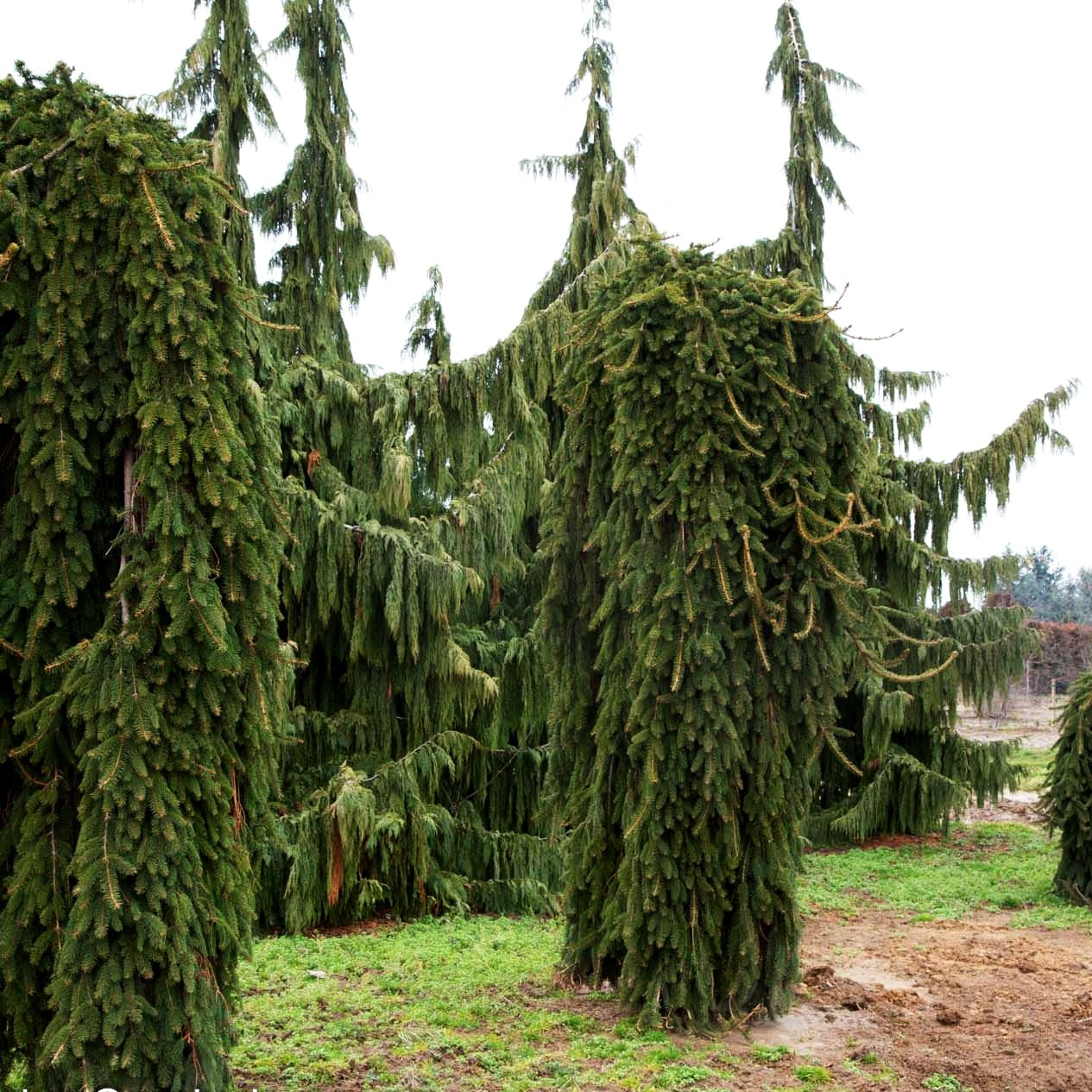 Hänge-Fichte 'Inversa' (Picea abies)
