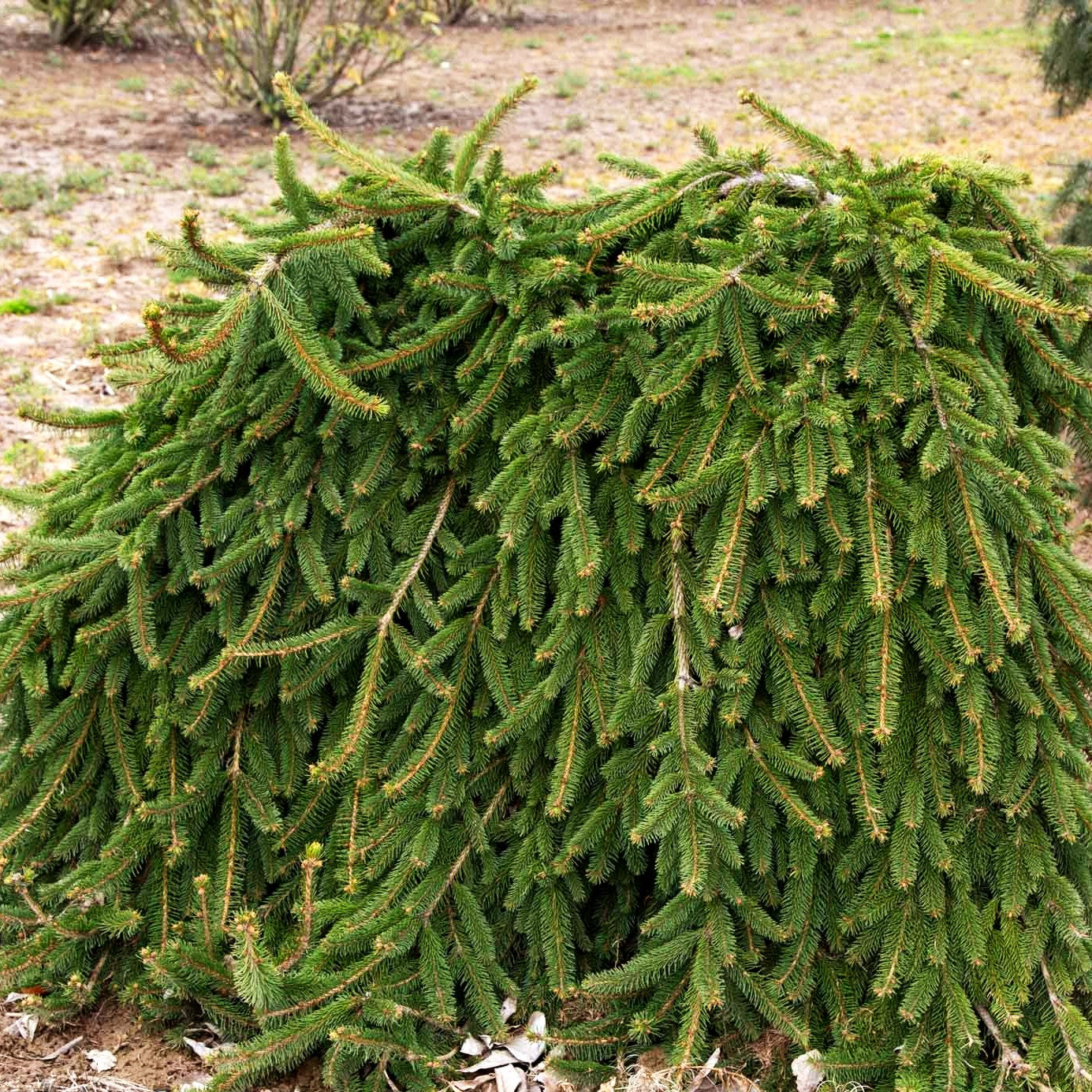 Hänge-Fichte 'Inversa' (Picea abies)