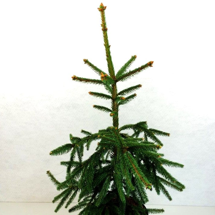 Hänge-Fichte 'Inversa' (Picea abies)